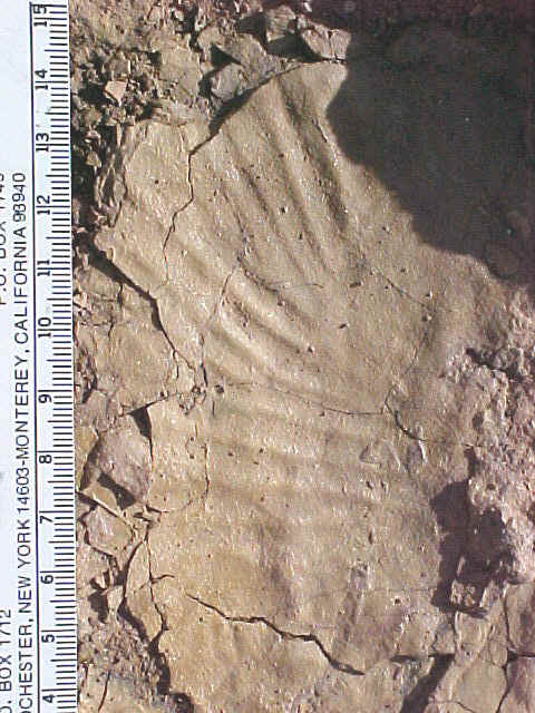 plantfx-3.jpg (168114 bytes)