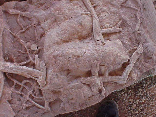 print_on_mudcracks.JPG (73974 bytes)
