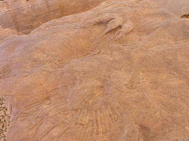 radialmudcracks.JPG (48157 bytes)