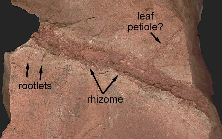 rhizome03d.JPG (58464 bytes)