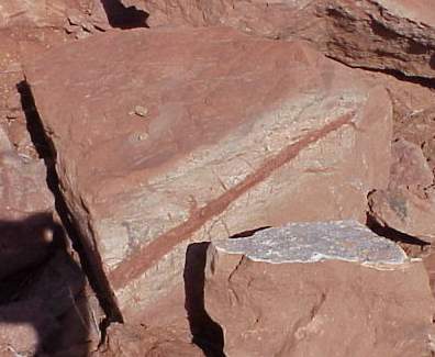 root-rhizome.jpg (20335 bytes)