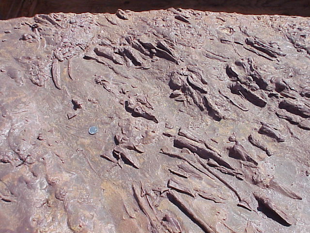 swimtracks.JPG (103289 bytes)