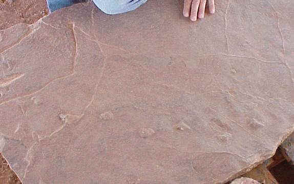 tinytrackway.JPG (26310 bytes)