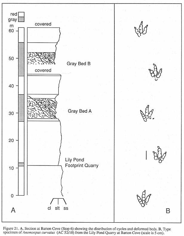 sFig21.jpg (47654 bytes)