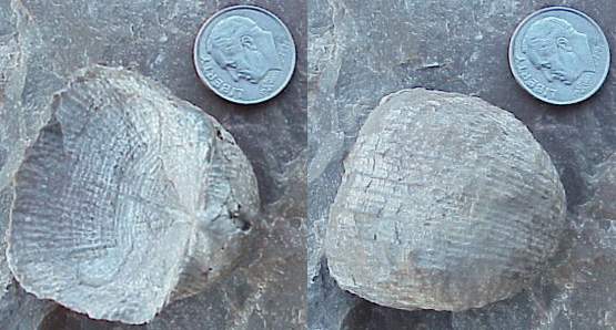 Brachiopod.JPG (33176 bytes)