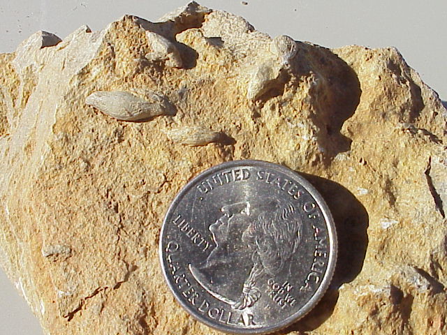 Fusulinids2.JPG (105849 bytes)