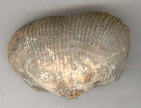 Perm_brachiopod03.jpg (15900 bytes)