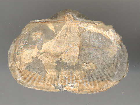 Perm_brachiopod03b.jpg (20291 bytes)