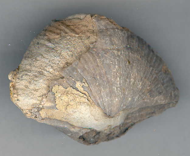 Perm_brachiopod04.jpg (31950 bytes)