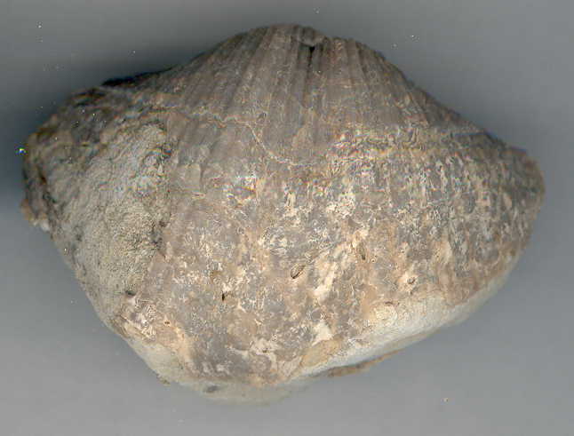 Perm_brachiopod04b.jpg (29757 bytes)