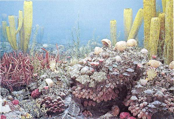 Perm_reef3b.jpg (96147 bytes)