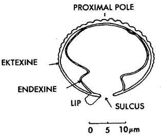 Text-Fig-4.jpg (12378 bytes)