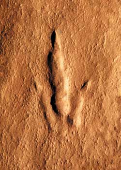 footprint.jpg (18892 bytes)