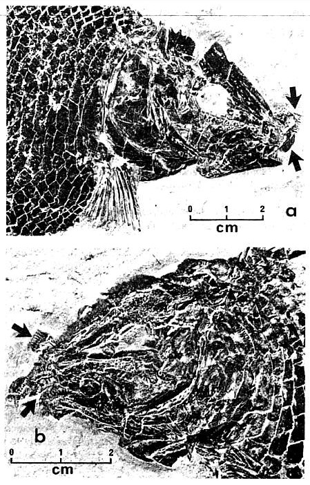 fig-2.jpg (119044 bytes)